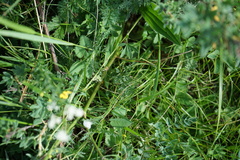 Seseli condensatum