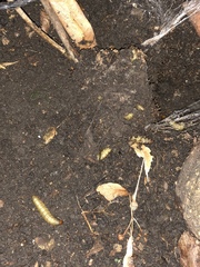 Phlogophora meticulosa