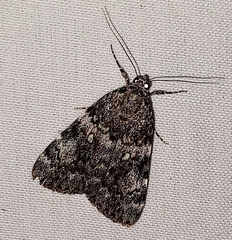 Catocala lineella