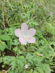 Pavonia zeylanica