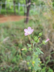 Pavonia zeylanica