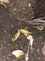 Phlogophora meticulosa