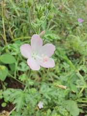 Pavonia zeylanica