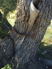Pantherophis bairdi
