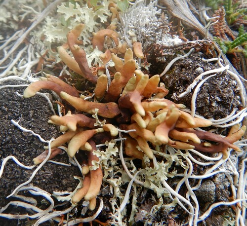 Arctic Butterfingers Lichen
