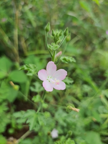 Image of Pavonia zeylonica by (c) Thejesh GN, some rights reserved (CC BY)