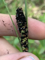 Anthracoidea caricis