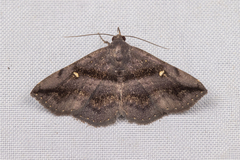 Hadennia mysalis