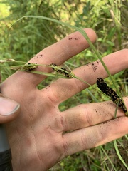 Anthracoidea caricis