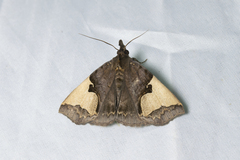 Ochrotrigona triangulifera