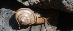 Nesiohelix samarangae