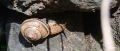 Nesiohelix samarangae