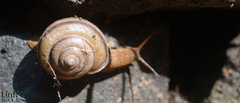 Nesiohelix samarangae
