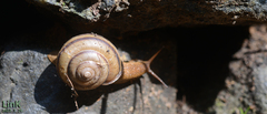 Nesiohelix samarangae