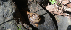 Nesiohelix samarangae