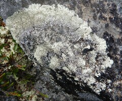 Arctoparmelia