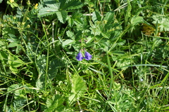 Scutellaria scordifolia