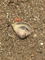 Anomalodiscus squamosus