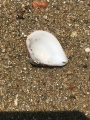 Anomalodiscus squamosus