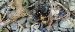 Nicrophorus quadripunctatus