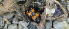 Nicrophorus quadripunctatus