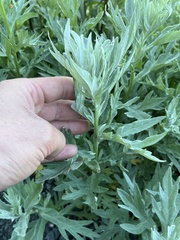 Artemisia tilesii
