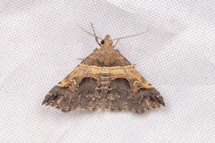 Bertula abjudicalis