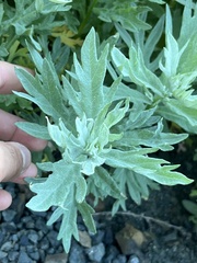 Artemisia tilesii