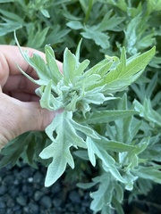 Artemisia tilesii