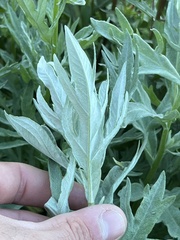 Artemisia tilesii