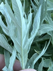Artemisia tilesii