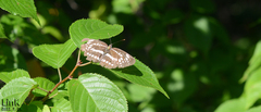 Neptis pryeri