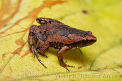 Gastrophryne elegans