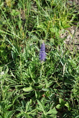 Veronica porphyriana