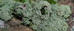 Leprocaulaceae