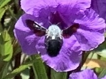 Xylocopa abbotti
