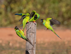 Nanday Parakeet photo 4