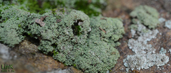 Leprocaulaceae