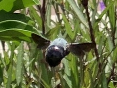Xylocopa abbotti