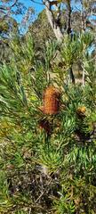 Banksia cunninghamii