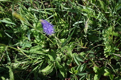 Veronica porphyriana
