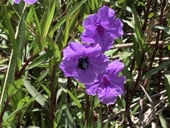 Xylocopa abbotti