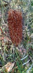 Banksia cunninghamii