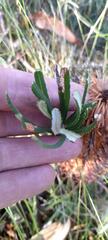 Banksia cunninghamii