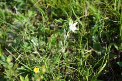 Leontopodium leontopodioides
