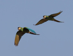 Primolius auricollis