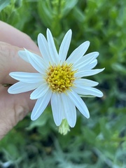 Eucephalus paucicapitatus