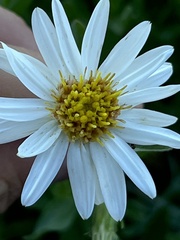 Eucephalus paucicapitatus