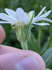 Eucephalus paucicapitatus