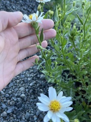 Eucephalus paucicapitatus